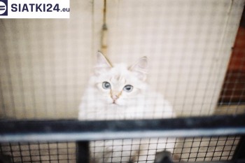 Siatki Wocławek - Zabezpieczenie balkonu siatką - Kocia siatka - bezpieczny kot dla terenów Wocławeka